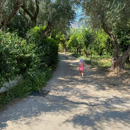 Olive, Just 50meters From The Beach