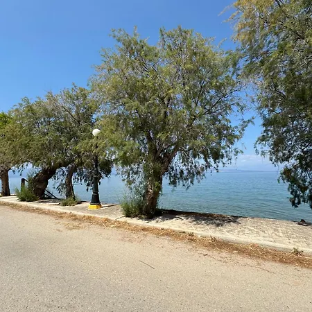 Olive, Just 50meters From The Beach
